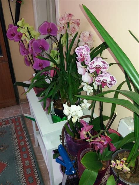 orkide hangi ayda çiçek açar